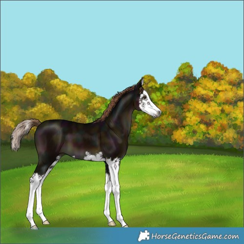 Horse Color:Gray White Spotted Midnight Liver Chestnut Splash 