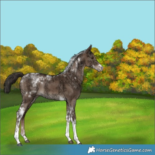 Horse Color:White Spotted Liver Red Dun Ice Tobiano Brindle 