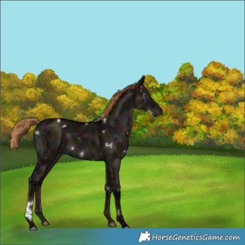 Horse Color:Gray White Spotted Midnight Liver Red Dun Ice Brindle 