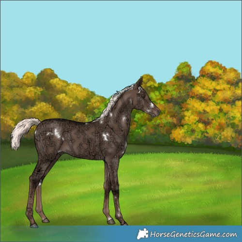 Horse Color:White Spotted Liver Red Dun Ice Mushroom Rabicano 