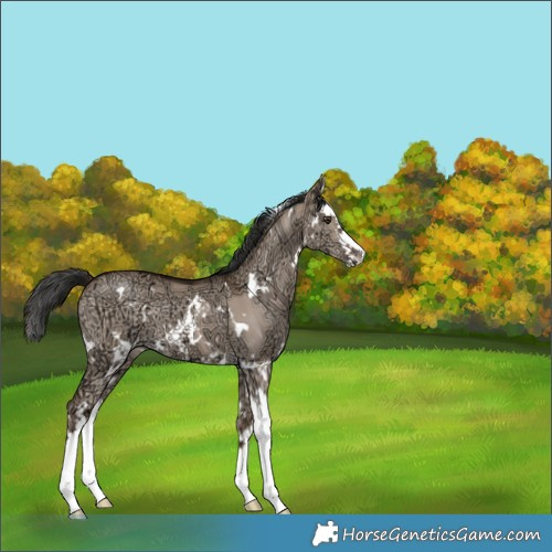Horse Color:White Spotted Liver Red Dun Ice Splash 