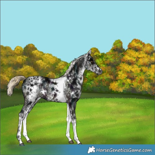 Horse Color:Gray White Spotted Midnight Chocolate Palomino Ice 