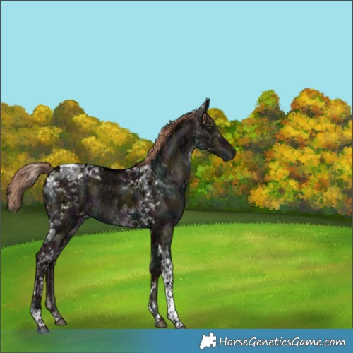 Horse Color:Midnight Liver Red Dun Ice Tobiano 