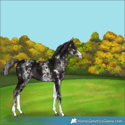 Horse Color:White Spotted Midnight Liver Red Dun Ice Rabicano Brindle 