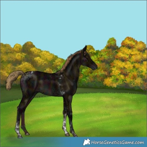 Horse Color:Gray Midnight Liver Red Dun Ice Tobiano Brindle 