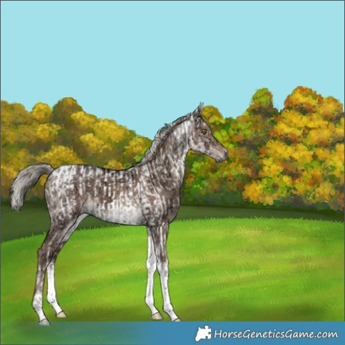 Horse Color:Gray White Spotted Liver Red Dun Ice Mushroom Tobiano Brindle  and White Spotted Liver Red Dun Ice Mushroom Tobiano Brindle 