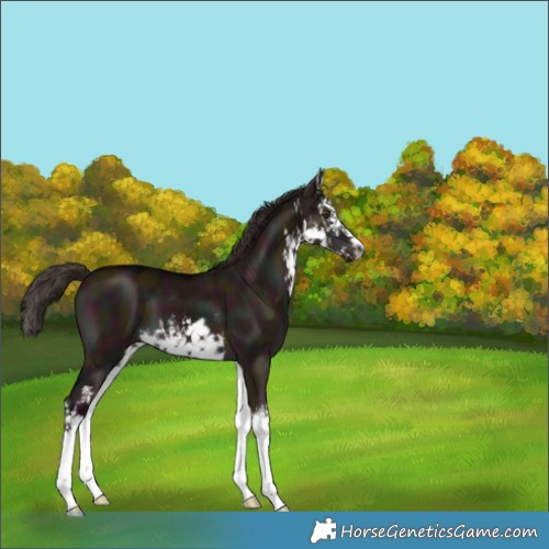 Horse Color:White Spotted Midnight Liver Red Dun Splash 