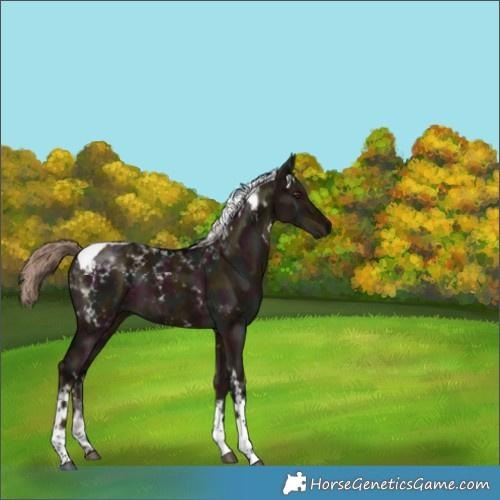 Horse Color:Midnight Liver Red Dun Tobiano 