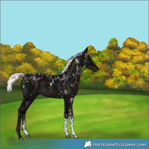 Horse Color:White Spotted Midnight Liver Red Dun Ice Mushroom Tobiano 