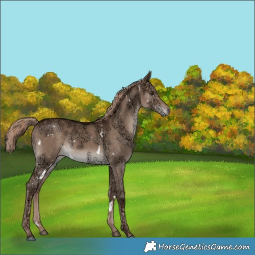 Horse Color:White Spotted Liver Red Dun Ice 