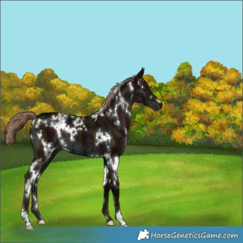 Horse Color:Gray White Spotted Midnight Liver Red Dun Ice Brindle 