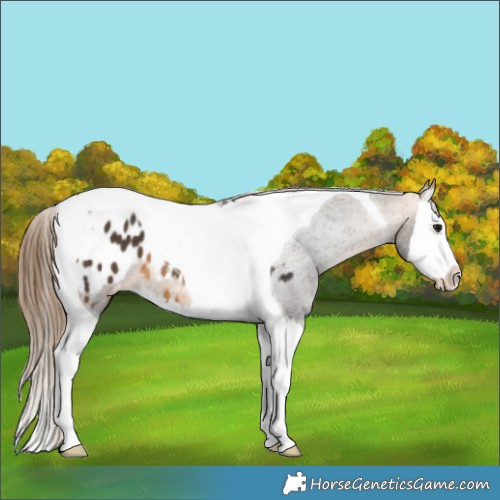 Horse Color:Buckskin Splash Tobiano Appaloosa 