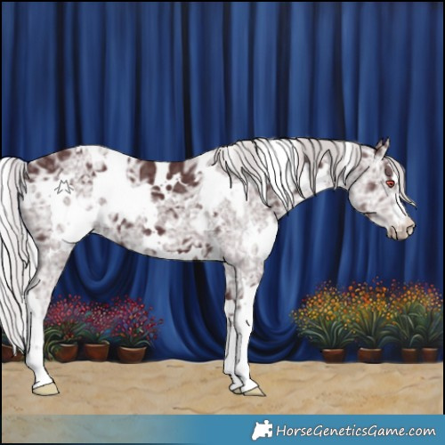 Horse Color:White Spotted Chocolate Silver Black Chinchilla Ice