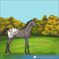 Horse Color:Grullo Appaloosa 