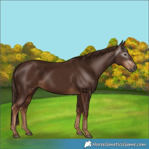 Horse Color:Gray Chestnut 