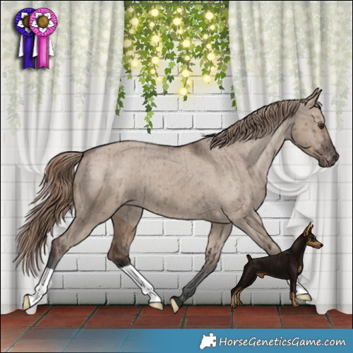 Horse Color:Liver Red Dun Appaloosa Brindle 