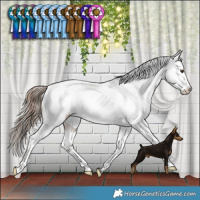 Horse Color:Liver Red Dun Appaloosa Brindle