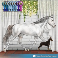 Horse Color:Liver Red Dun Appaloosa Brindle 