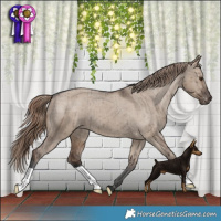 Horse Color:Liver Red Dun Appaloosa Brindle 