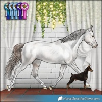 Horse Color:Liver Red Dun Appaloosa Brindle 