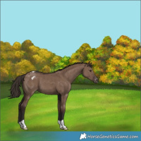 Horse Color:Liver Red Dun Appaloosa Brindle