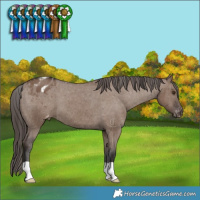 Horse Color:Liver Red Dun Varnish Brindle