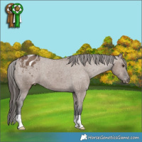 Horse Color:Liver Red Dun Appaloosa Brindle 