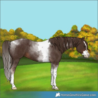 Horse Color:Liver Chestnut Splash Tobiano Rabicano 