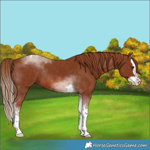 Horse Color:Chestnut Splash Tobiano Rabicano 