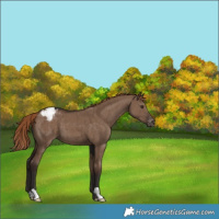 Horse Color:Liver Red Dun Appaloosa Brindle 
