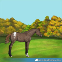 Horse Color:Liver Red Dun Varnish Brindle 