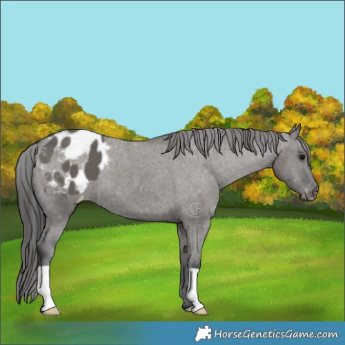 Horse Color:Grullo Appaloosa Brindle 