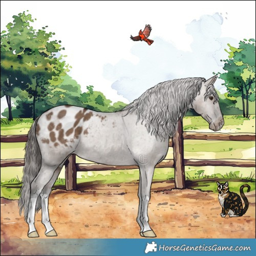 Horse Color:Liver Red Dun Appaloosa Brindle 