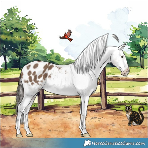 Horse Color:Liver Red Dun Appaloosa Brindle 