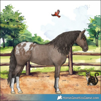 Horse Color:Liver Red Dun Appaloosa Brindle 