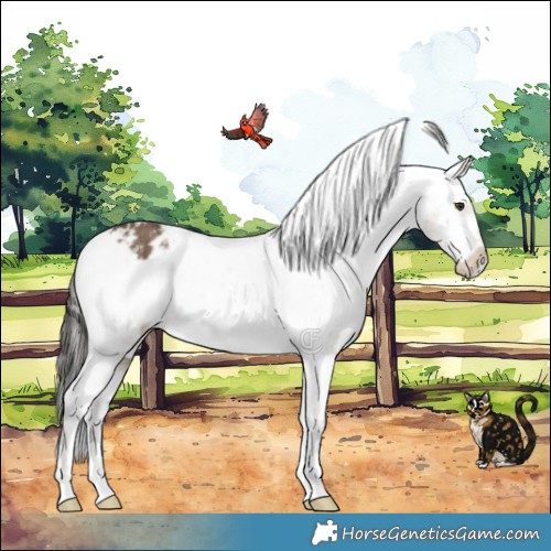 Horse Color:Liver Red Dun Appaloosa Brindle 