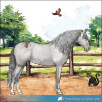 Horse Color:Liver Red Dun Appaloosa Brindle 