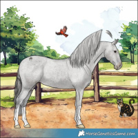 Horse Color:Grullo Appaloosa Brindle 