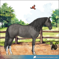 Horse Color:Grullo Appaloosa Brindle 