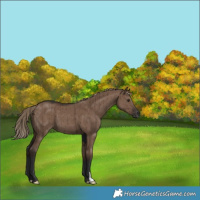 Horse Color:Liver Red Dun Brindle 