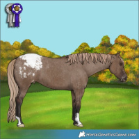 Horse Color:Liver Red Dun Appaloosa Brindle