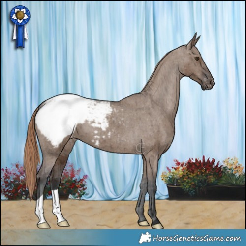 Horse Color:Liver Red Dun Appaloosa Brindle