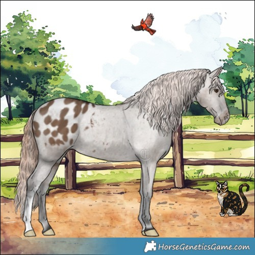 Horse Color:Liver Red Dun Appaloosa Brindle 
