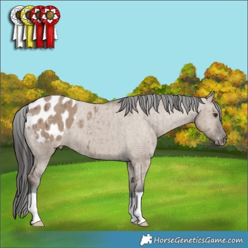Horse Color:Liver Red Dun Appaloosa Brindle 