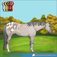 Horse Color:Liver Red Dun Appaloosa Brindle