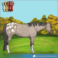 Horse Color:Liver Red Dun Appaloosa Brindle