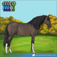 Horse Color:Brown Dun Brindle