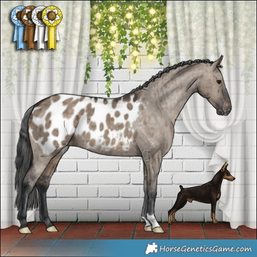 Horse Color:Brown Dun Appaloosa Brindle 