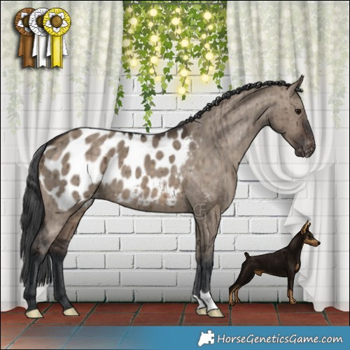 Horse Color:Brown Dun Appaloosa Brindle 