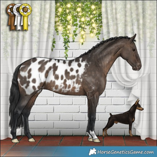 Horse Color:Brown Dun Appaloosa Brindle 